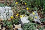 genus Gagea. Цветущие растения. Южный Казахстан, вершина 797.3 0.5 км западнее шоссе Корниловка-Пестели. 28.03.2013.