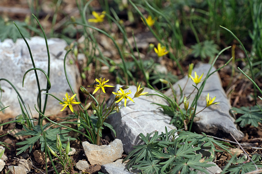 Image of genus Gagea specimen.