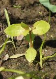 Lindernia procumbens. Растение с бутоном. Украина, г. Запорожье, берег р. Днепр. 20.07.2013.