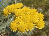 Tanacetum millefolium