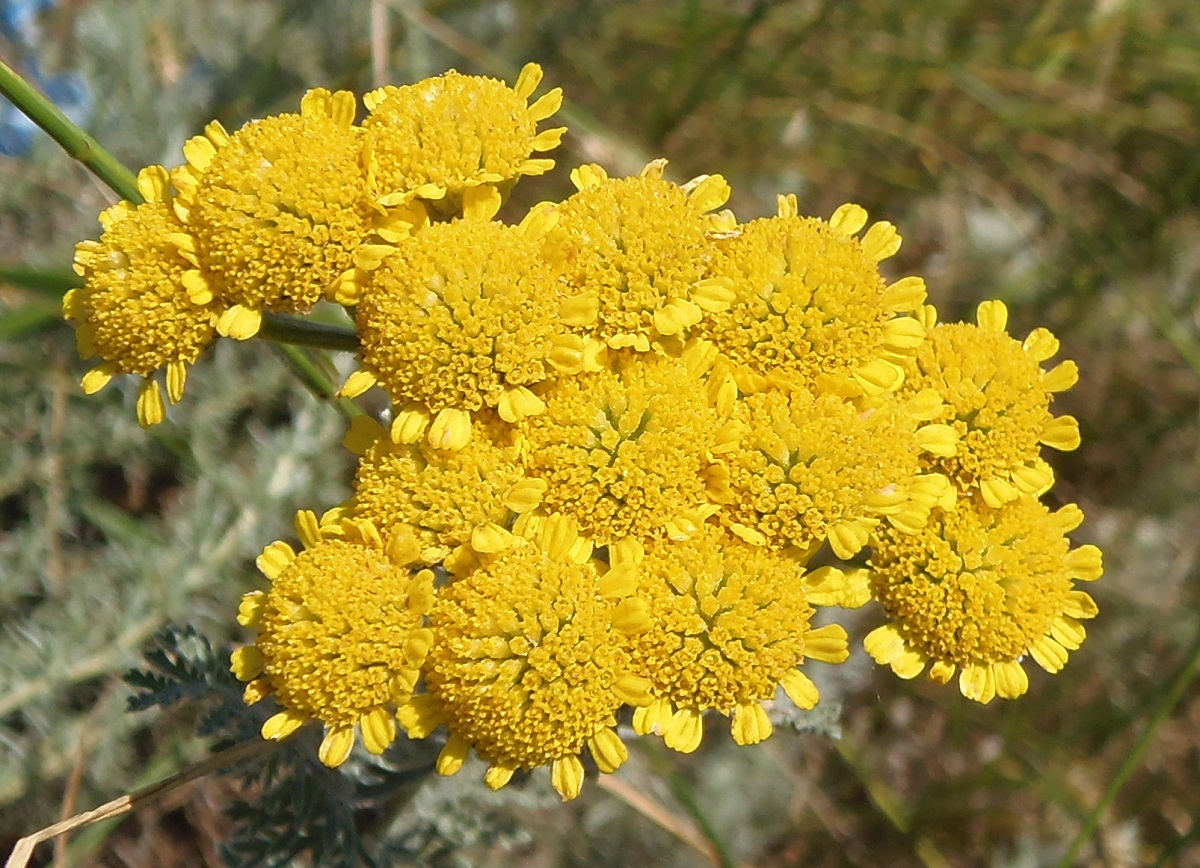 Image of Tanacetum millefolium specimen.