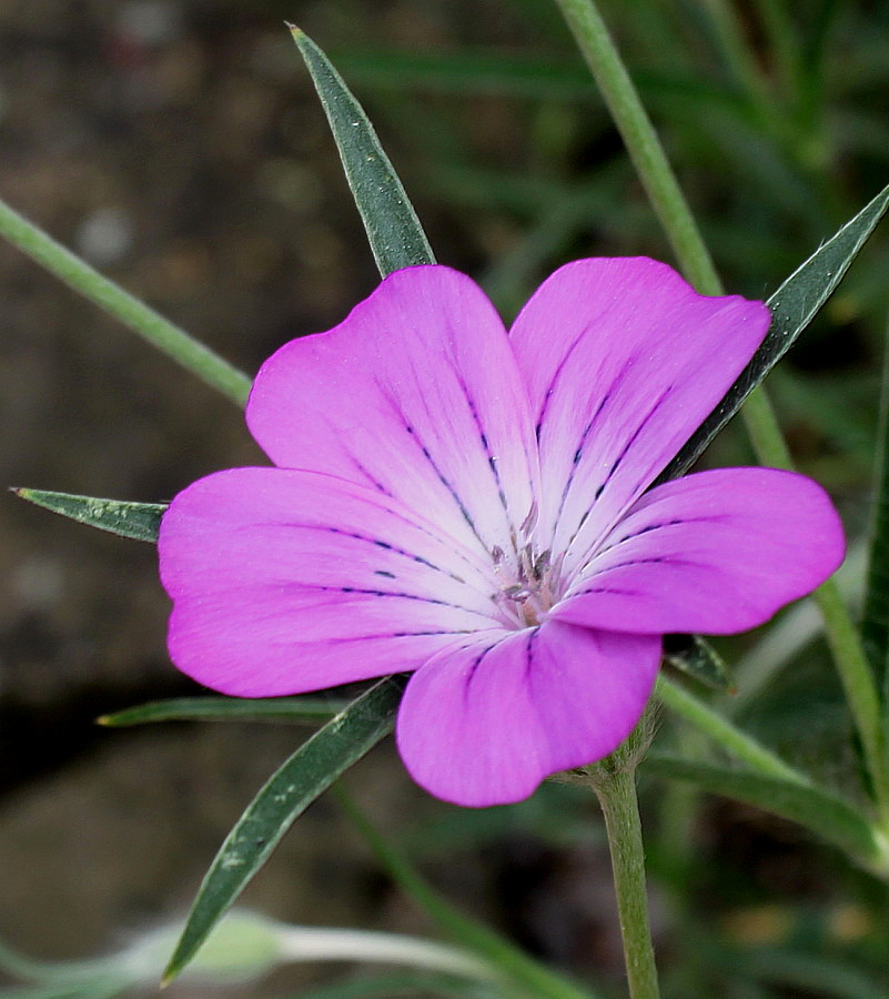 Image of Agrostemma githago specimen.