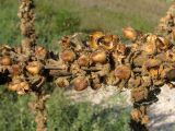 Verbascum densiflorum