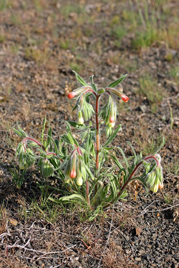 Image of Onosma dichroantha specimen.