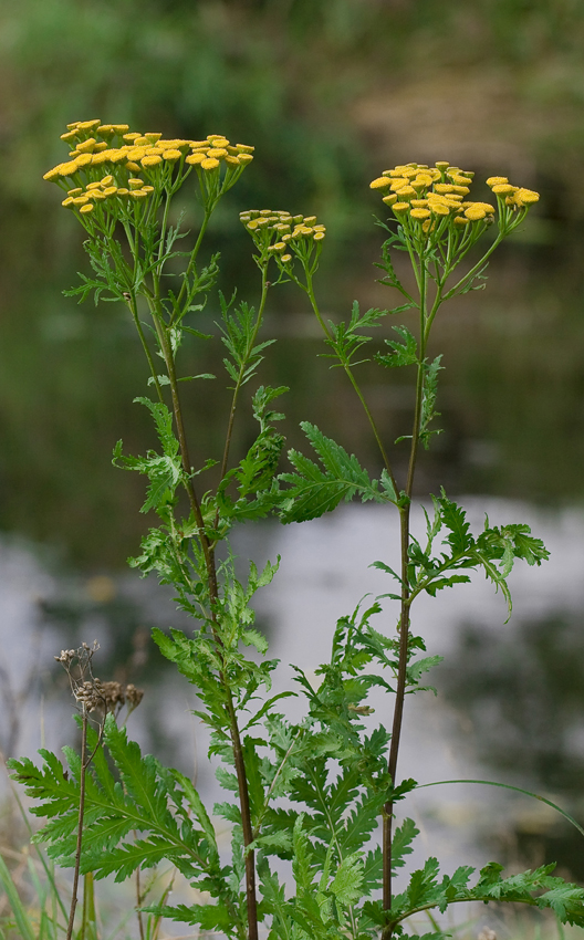 Изображение особи Tanacetum vulgare.