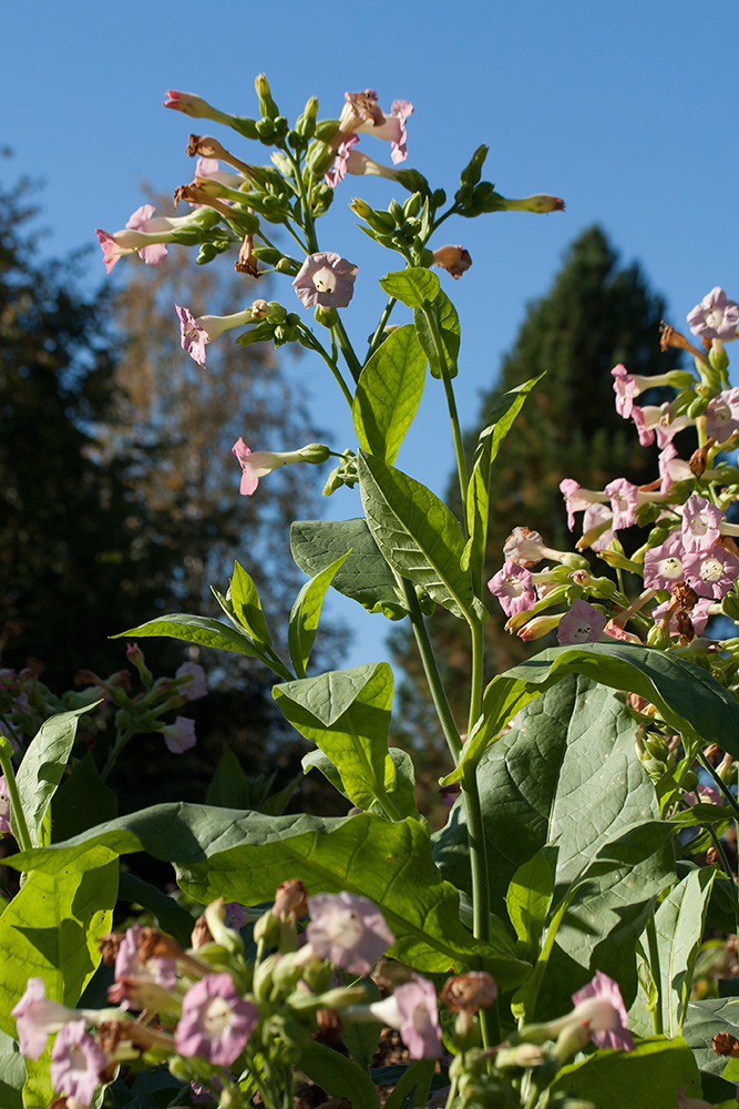 Изображение особи Nicotiana tabacum.