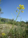 Sisymbrium loeselii