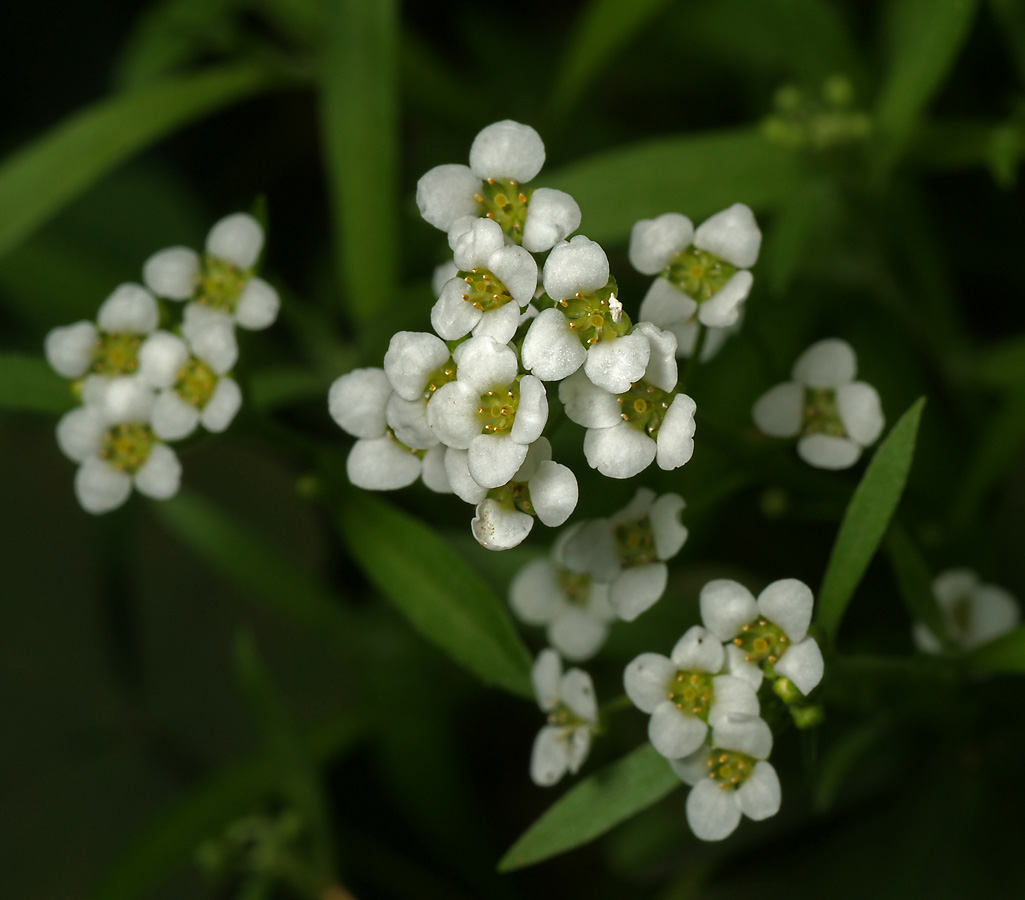 Image of Lobularia maritima specimen.