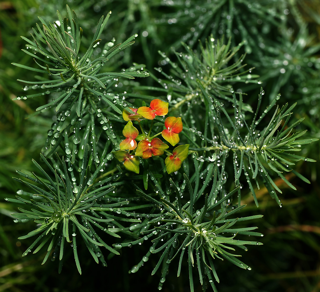 Image of Euphorbia cyparissias specimen.