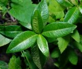 Vinca minor. Листья. Московская обл., Раменский р-н, окр. дер. Хрипань, садовый участок. 02.06.2013.