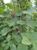 Duschekia fruticosa. Ветвь с вызревшими соплодиями. Республика Бурятия, Баунтовский эвенкийский р-н, окр. пос. Северный, школьный заказник, обочина дорожного пути на склоне поросшей лесом сопки. 08.08.2013.