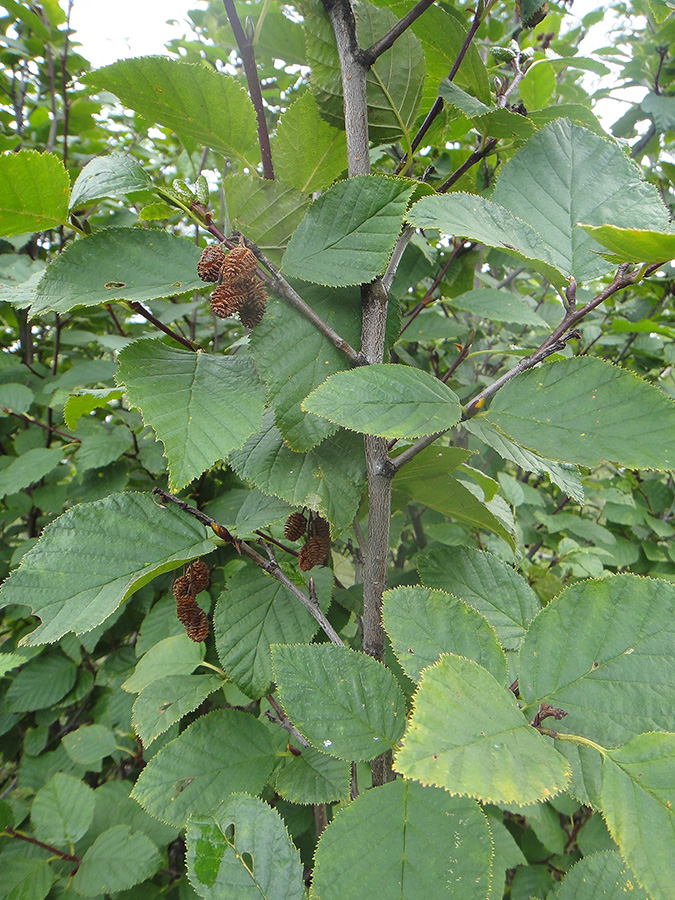 Image of Duschekia fruticosa specimen.