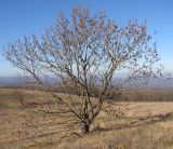 Fraxinus excelsior