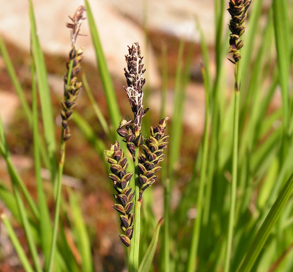 Изображение особи Carex ensifolia.