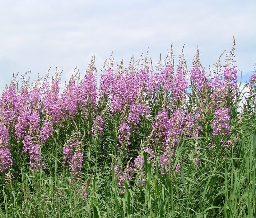 Изображение особи Chamaenerion angustifolium.