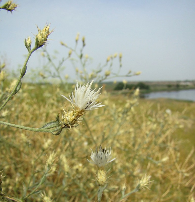 Изображение особи Centaurea diffusa.