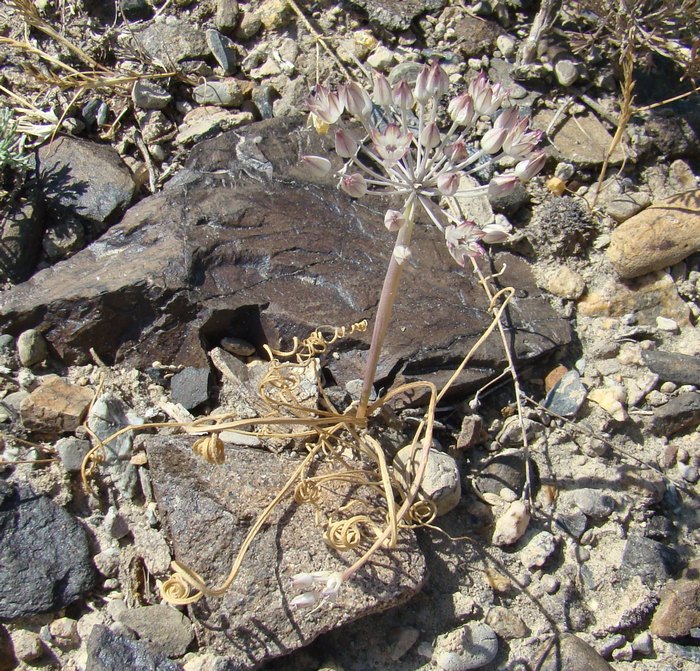 Image of Allium michaelis specimen.