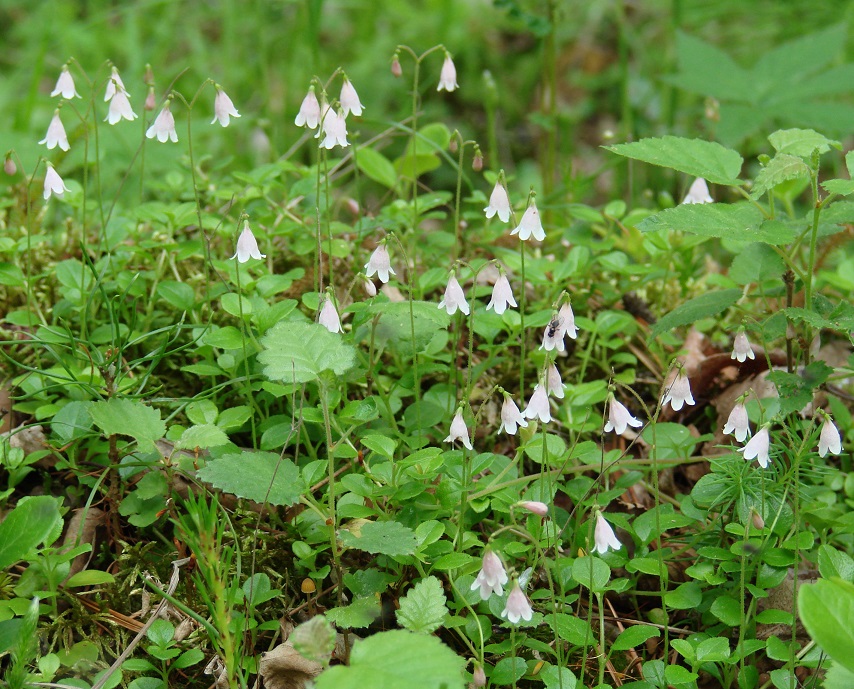 Image of Linnaea borealis specimen.