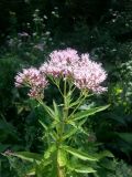 Eupatorium cannabinum. Верхушка цветущего растения. Молдова, Оргеевский р-н, с. Ватич, окраина дубово-грабового леса. 04.08.2013.