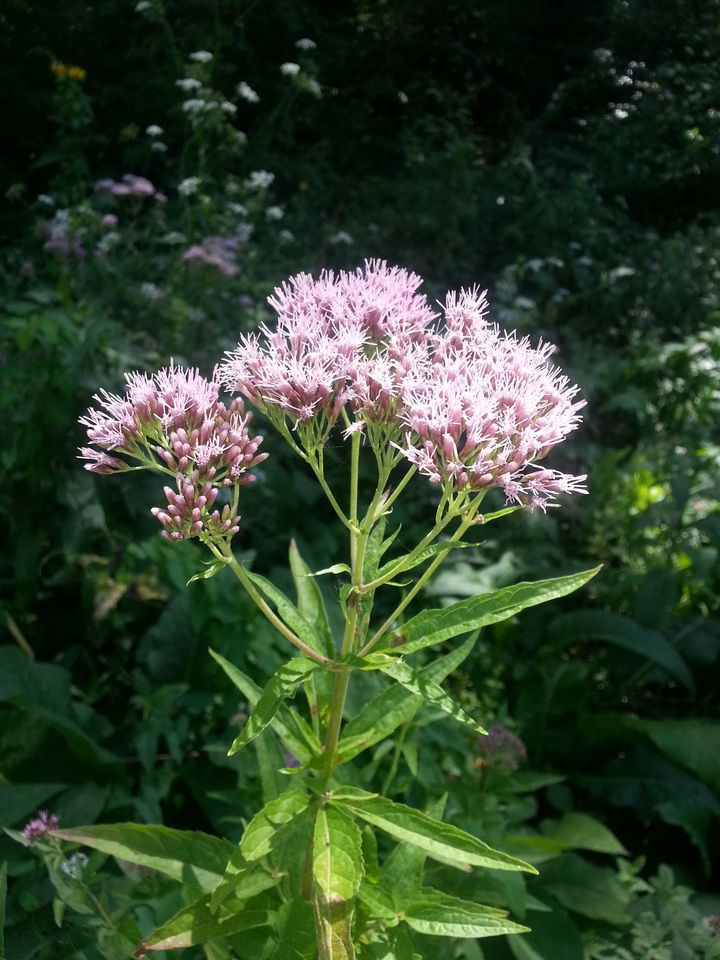 Изображение особи Eupatorium cannabinum.