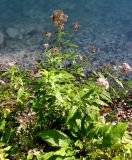 Eupatorium cannabinum