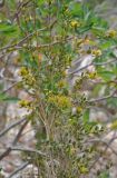 Trichocalyx obovatus. Ветви цветущего кустарника. Сокотра, вади Айхафт. 05.01.2014.