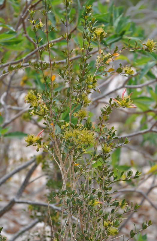 Изображение особи Trichocalyx obovatus.