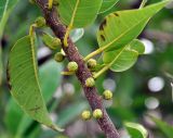 Ficus cordata подвид salicifolia. Часть побега с соплодиями. Сокотра, плато Хомхи. 29.12.2013.