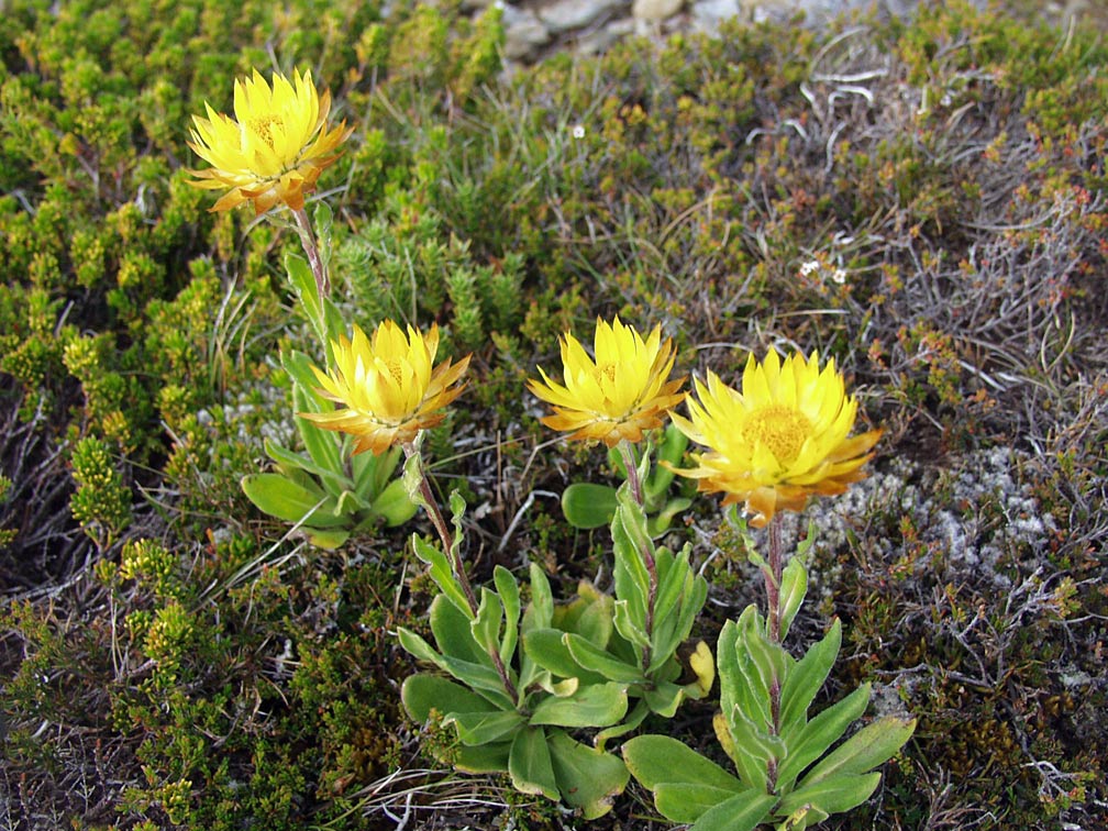 Image of Xerochrysum subundulatum specimen.