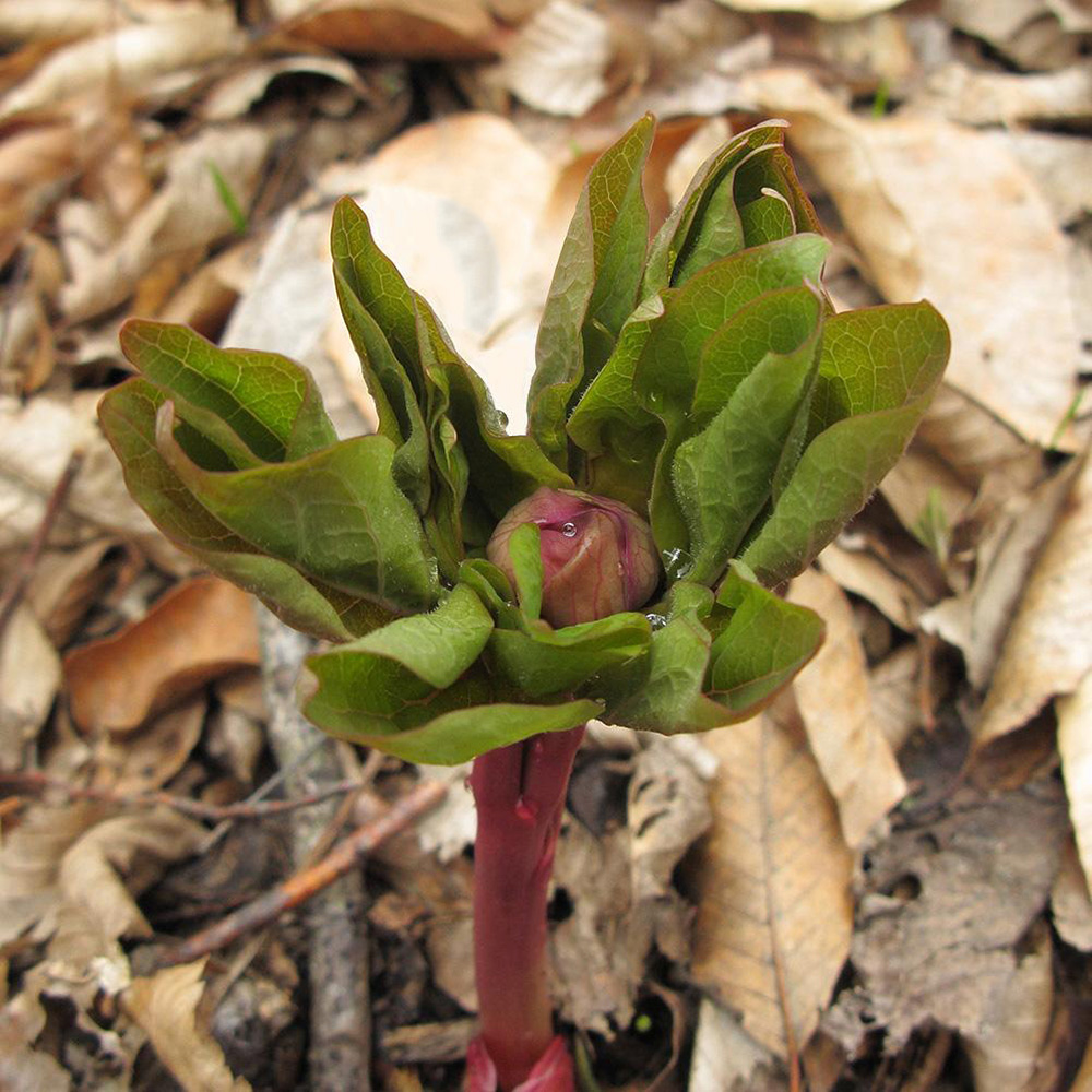 Image of Paeonia caucasica specimen.