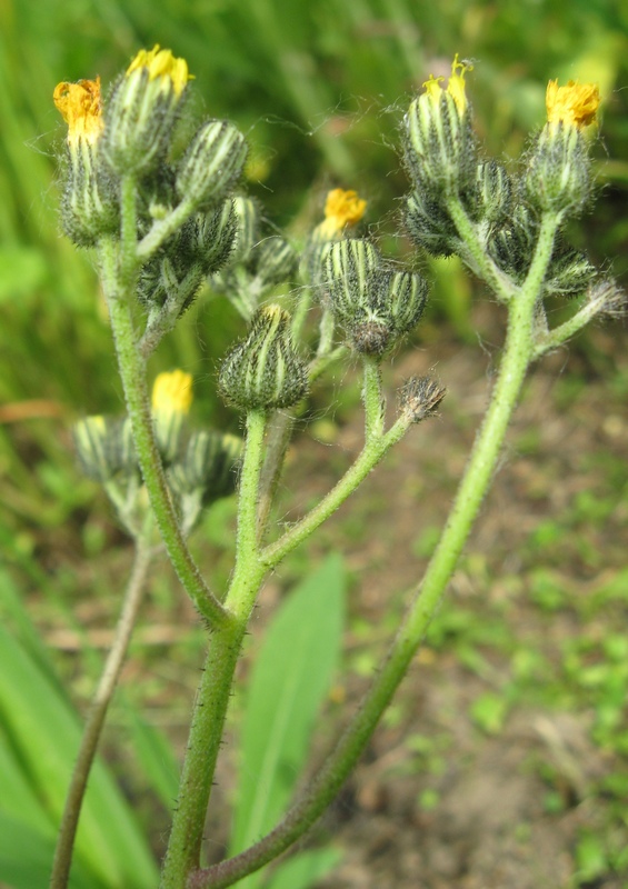 Изображение особи Pilosella lydiae.