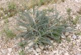 Astragalus sieberi