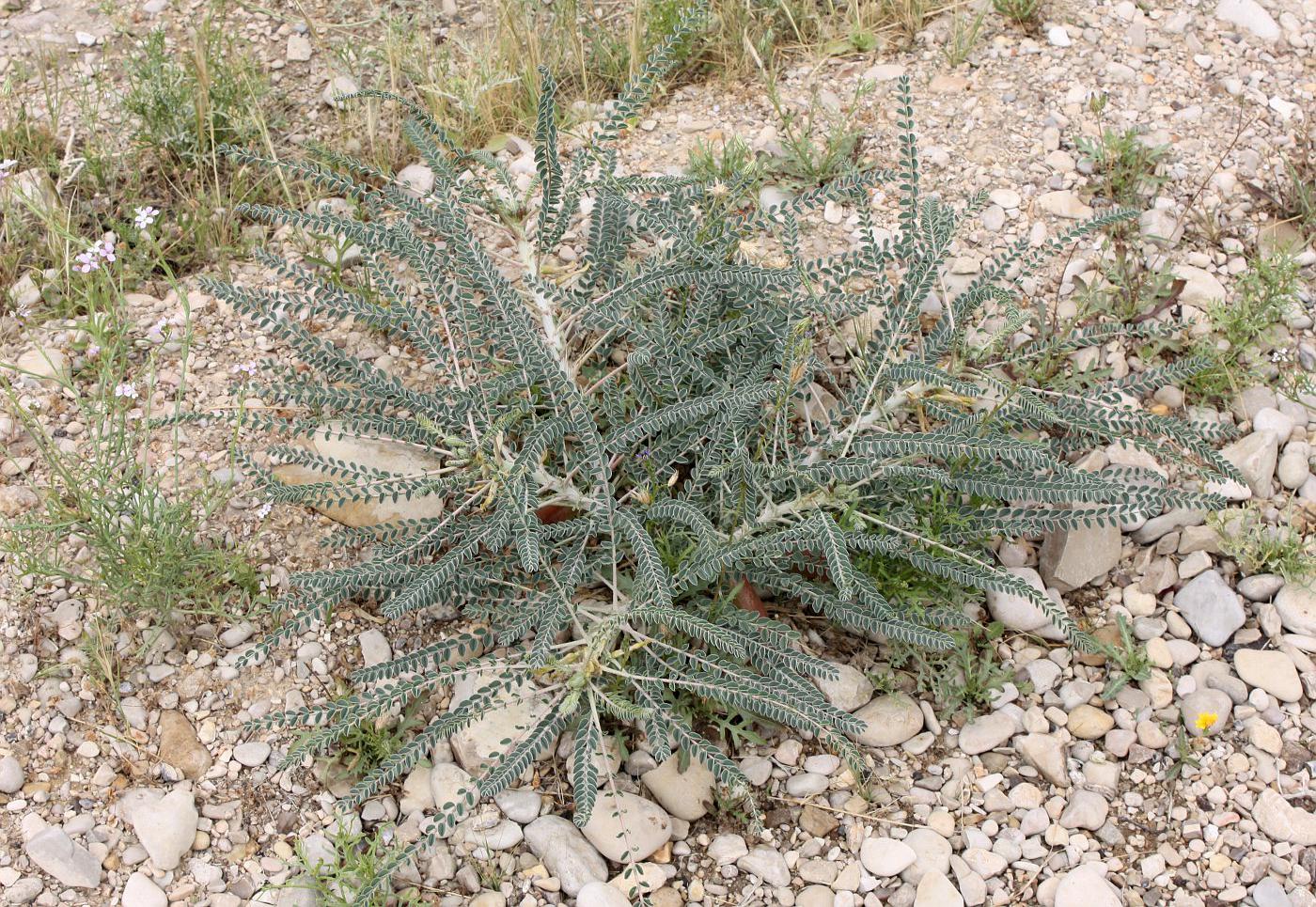 Image of Astragalus sieberi specimen.