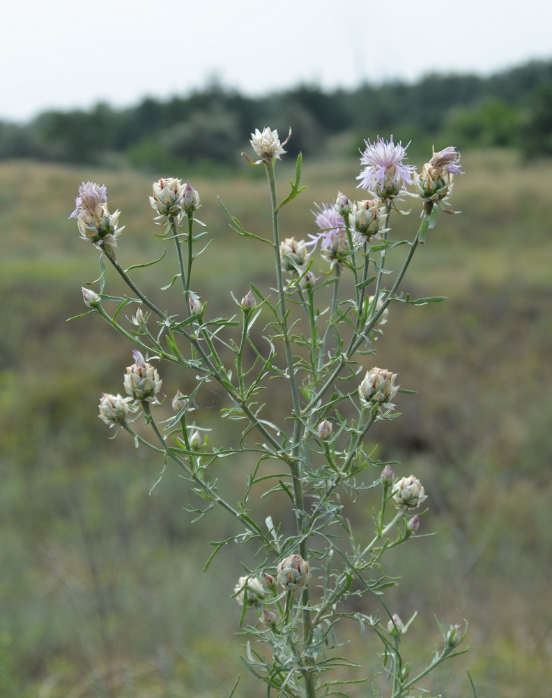 Изображение особи Centaurea konkae.