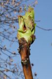 Paeonia delavayi