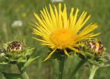 Inula helenium