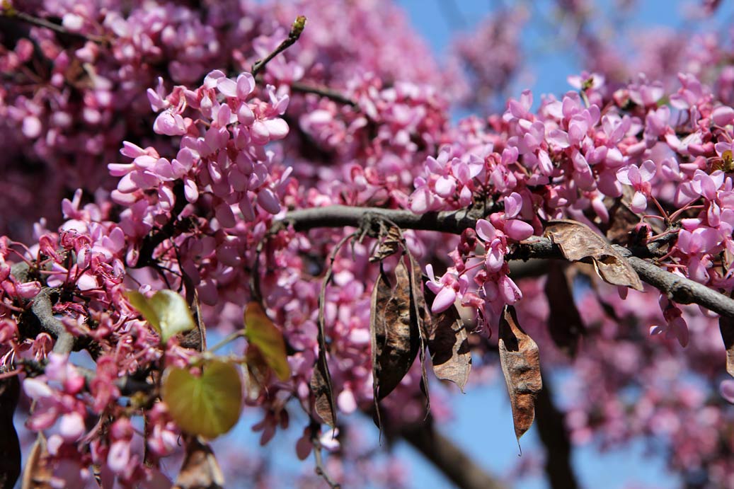 Image of Cercis siliquastrum specimen.