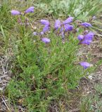Dracocephalum peregrinum