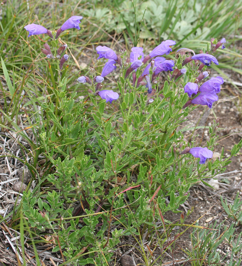 Изображение особи Dracocephalum peregrinum.