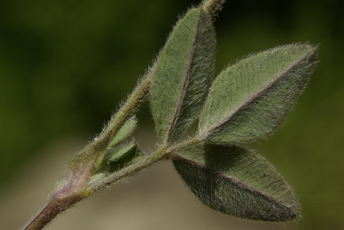 Image of Melilotoides brachycarpa specimen.