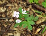 Cardamine quinquefolia. Верхушка цветущего растения. Краснодарский край, Апшеронский р-н, окр. пос. Мезмай, хребет Гуама, Орлиная скала. 28.04.2014.