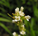 Arabis sagittata