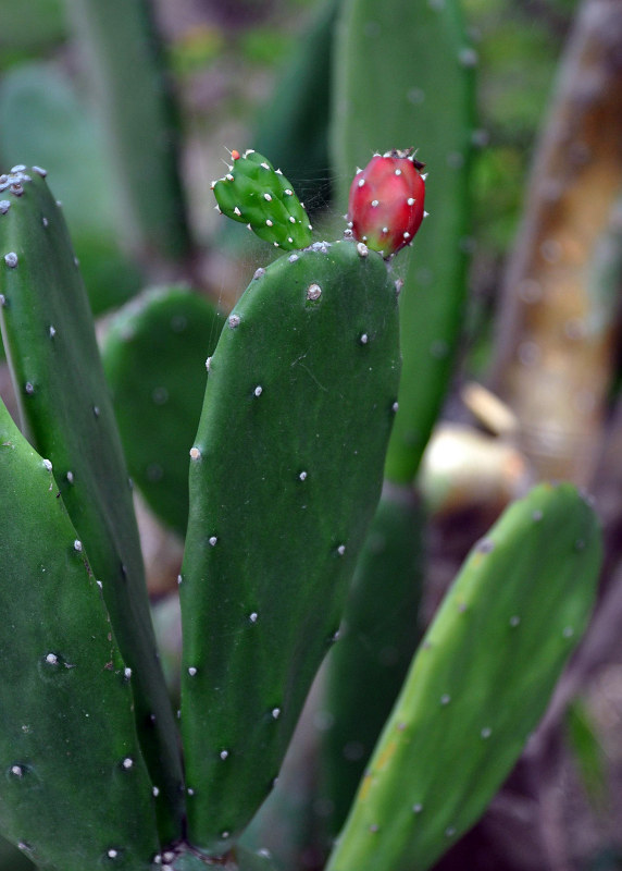 Image of Opuntia cochenillifera specimen.