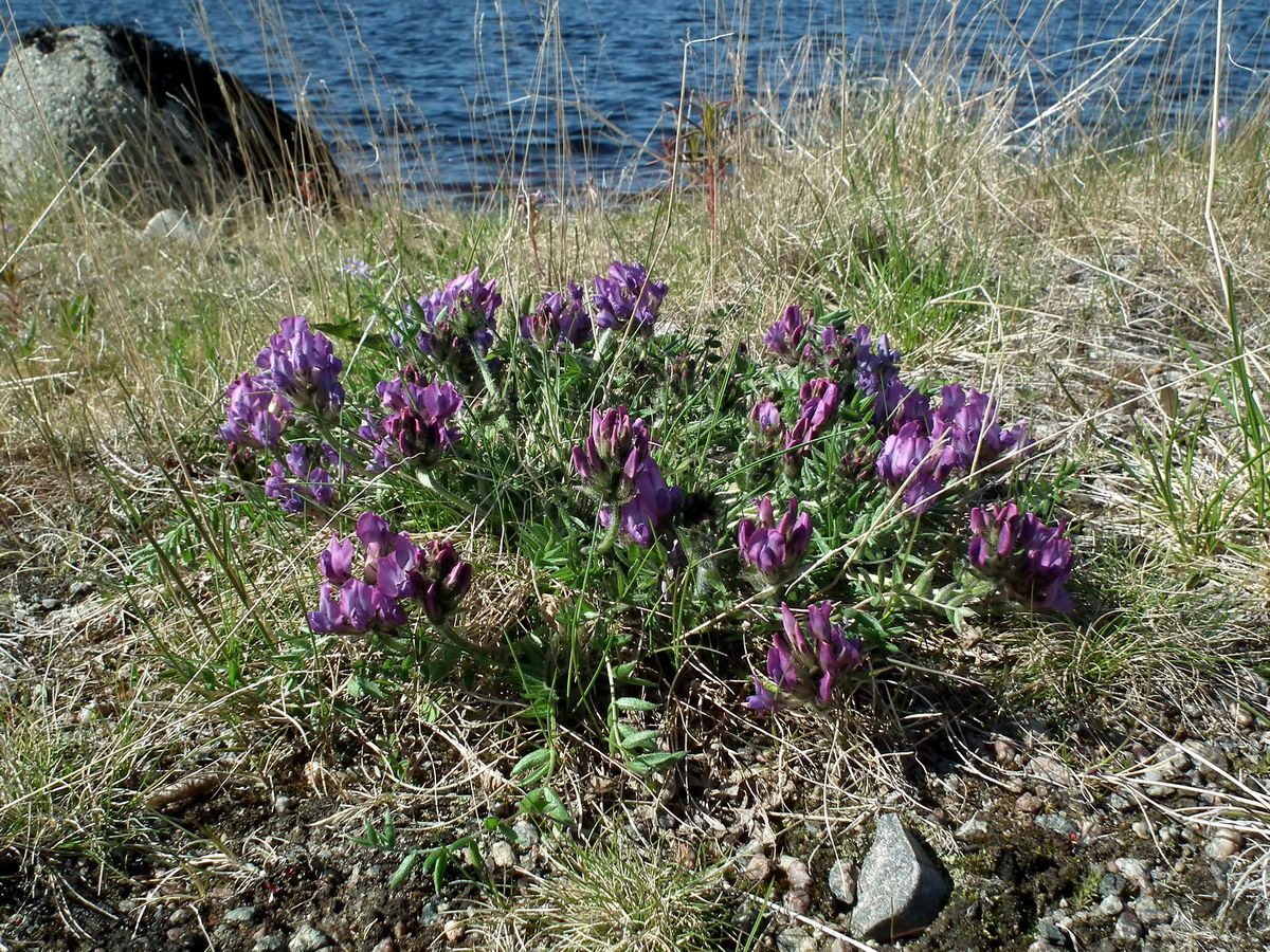 Изображение особи Oxytropis sordida.