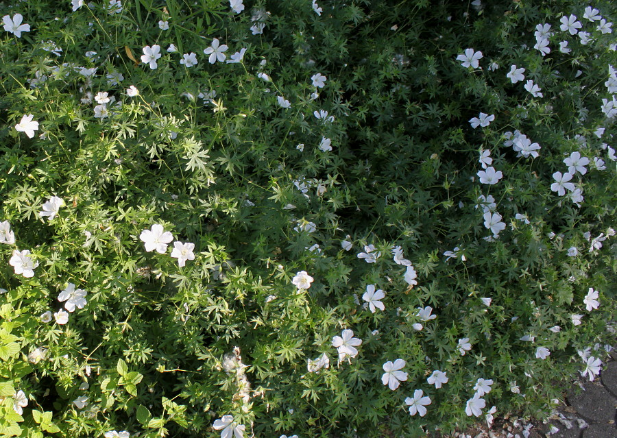 Изображение особи Geranium sanguineum.