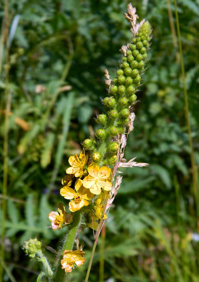 Image of Agrimonia eupatoria specimen.