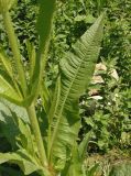 род Dipsacus
