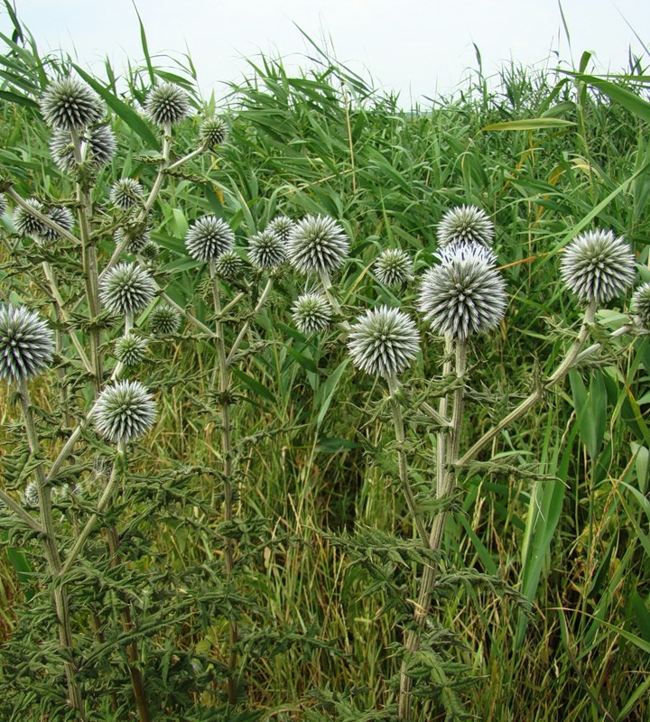 Изображение особи Echinops sphaerocephalus.