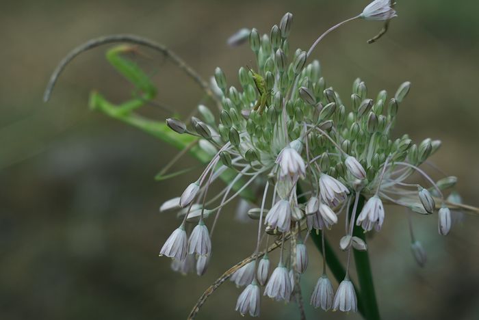 Изображение особи Allium podolicum.