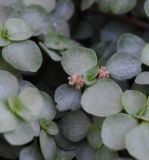 Pilea glaucophylla